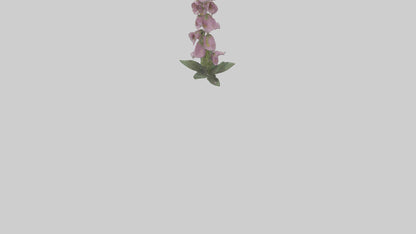 Foxglove model 3D model