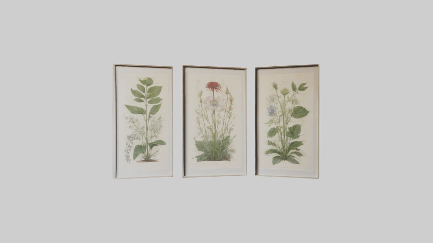 Framed Botanical Prints 3D model