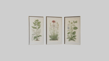 Framed Botanical Prints 3D model