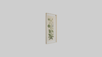 Framed Botanical Prints 3D model