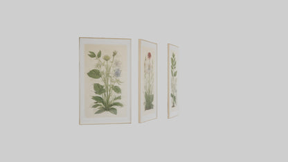 Framed Botanical Prints 3D model