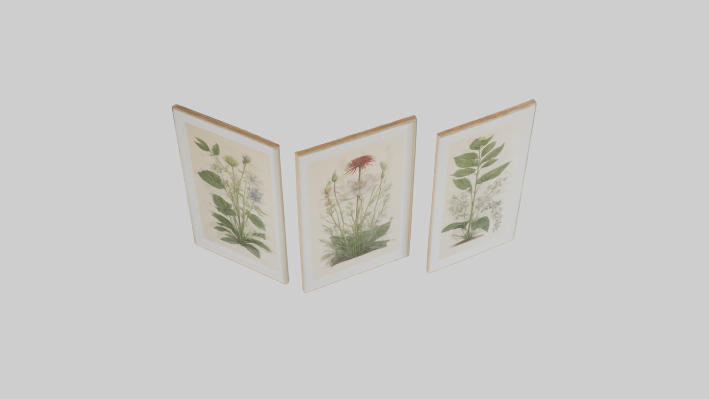 Framed Botanical Prints 3D model