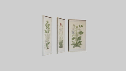 Framed Botanical Prints 3D model