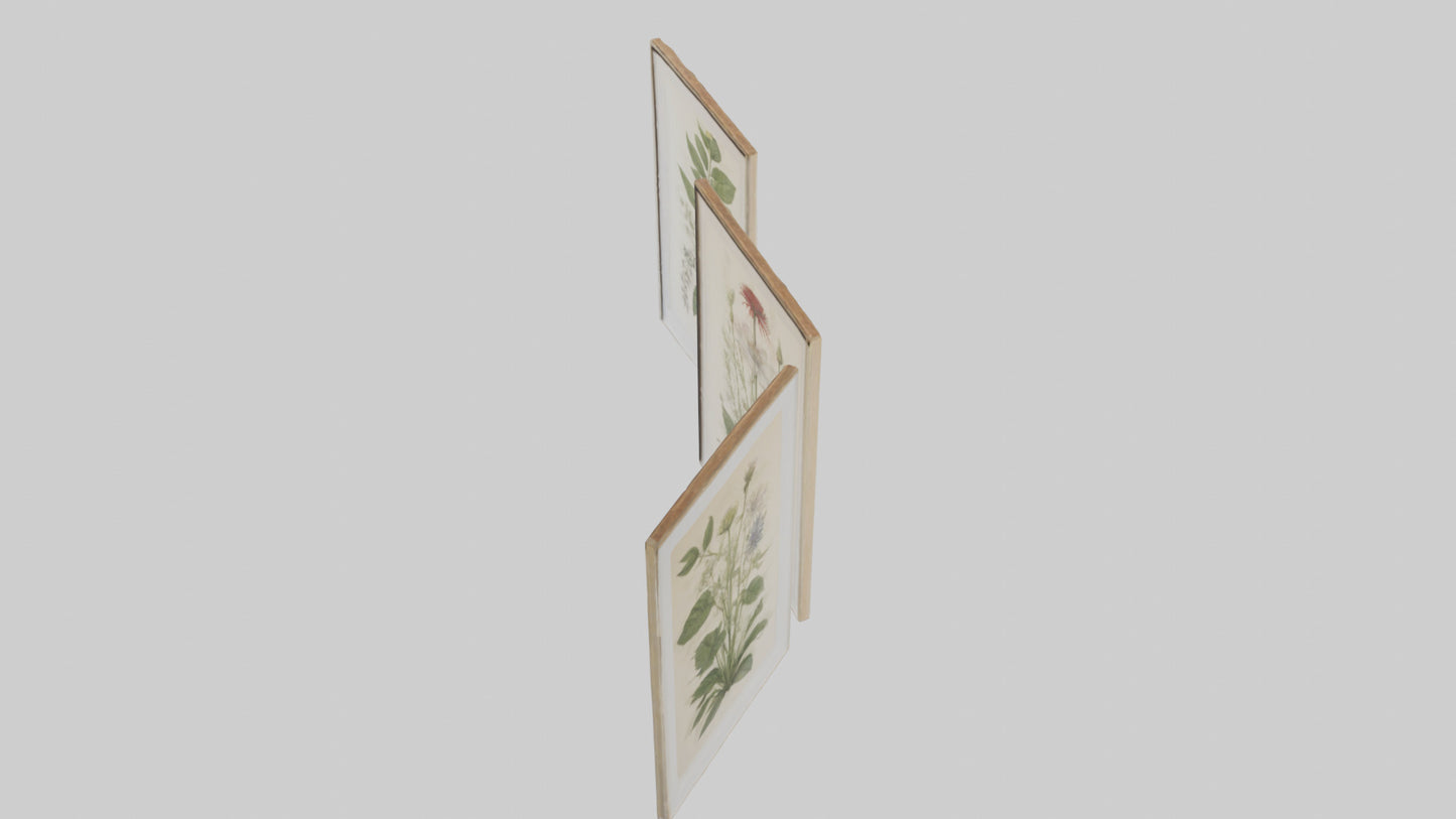 Framed Botanical Prints 3D model