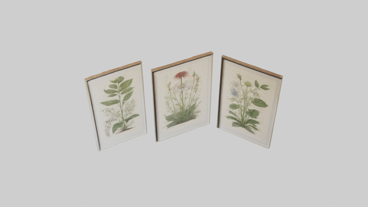 Framed Botanical Prints 3D model