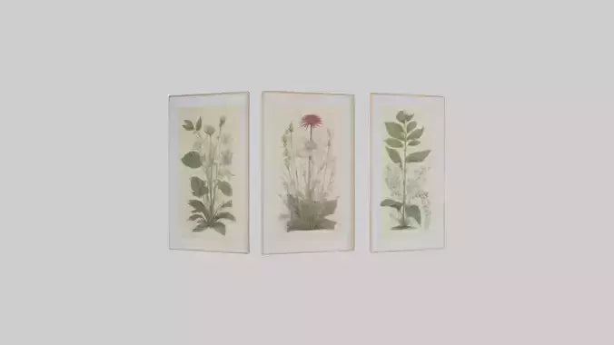 Framed Botanical Prints 3D model