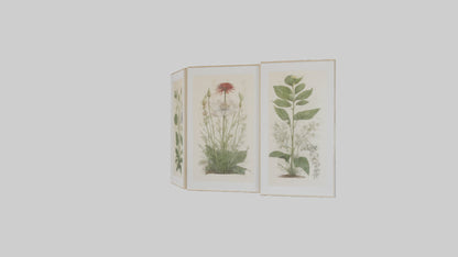 Framed Botanical Prints 3D model