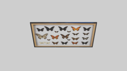 Framed Butterfly Collection 3D model