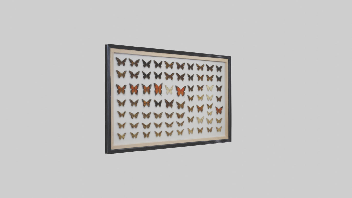 Framed Butterfly Collection 3D model