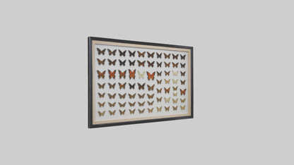 Framed Butterfly Collection 3D model