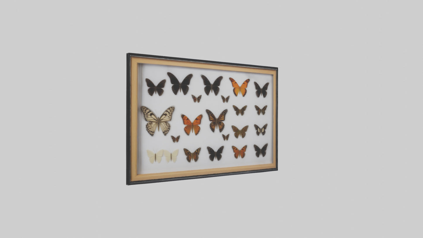 Framed Butterfly Collection 3D model
