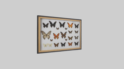 Framed Butterfly Collection 3D model