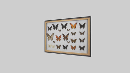Framed Butterfly Collection 3D model