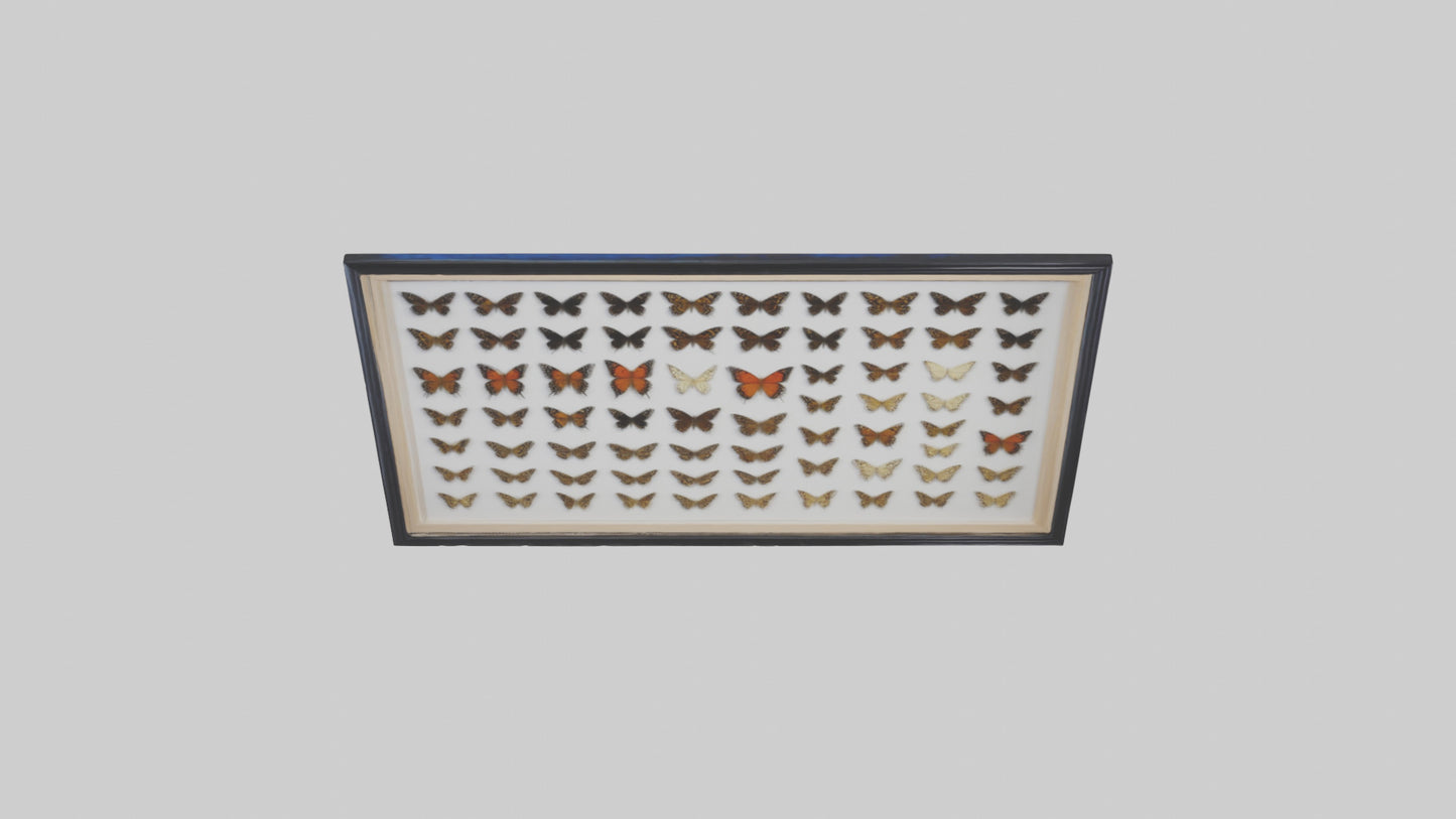 Framed Butterfly Collection 3D model