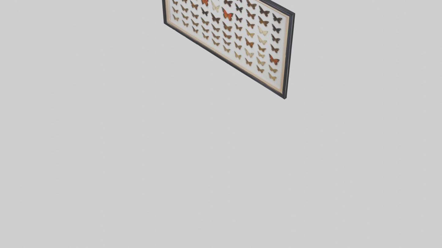 Framed Butterfly Collection 3D model