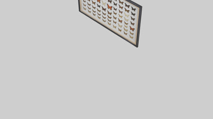 Framed Butterfly Collection 3D model