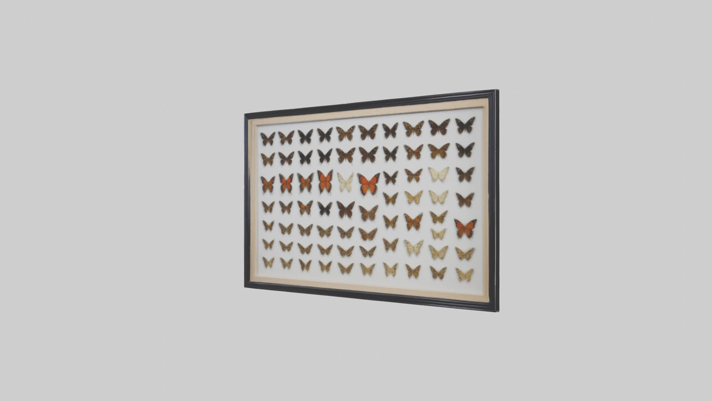Framed Butterfly Collection 3D model