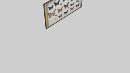 Framed Butterfly Collection 3D model