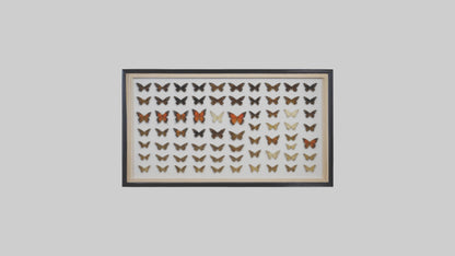 Framed Butterfly Collection 3D model