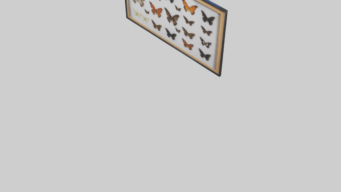 Framed Butterfly Collection 3D model
