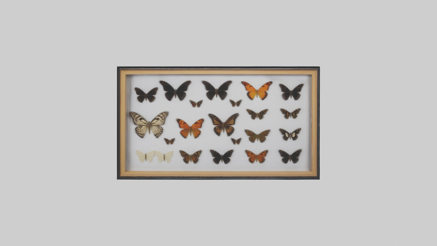 Framed Butterfly Collection 3D model