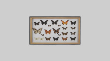 Framed Butterfly Collection 3D model