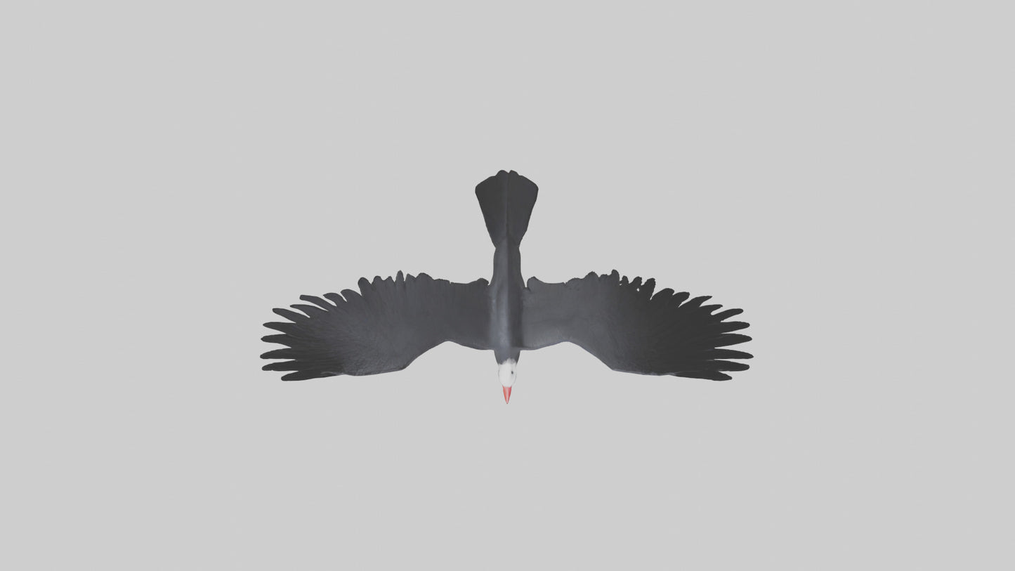 Frigatebird soaring model 3D model