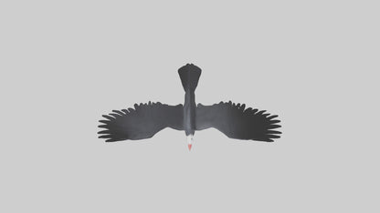 Frigatebird soaring model 3D model