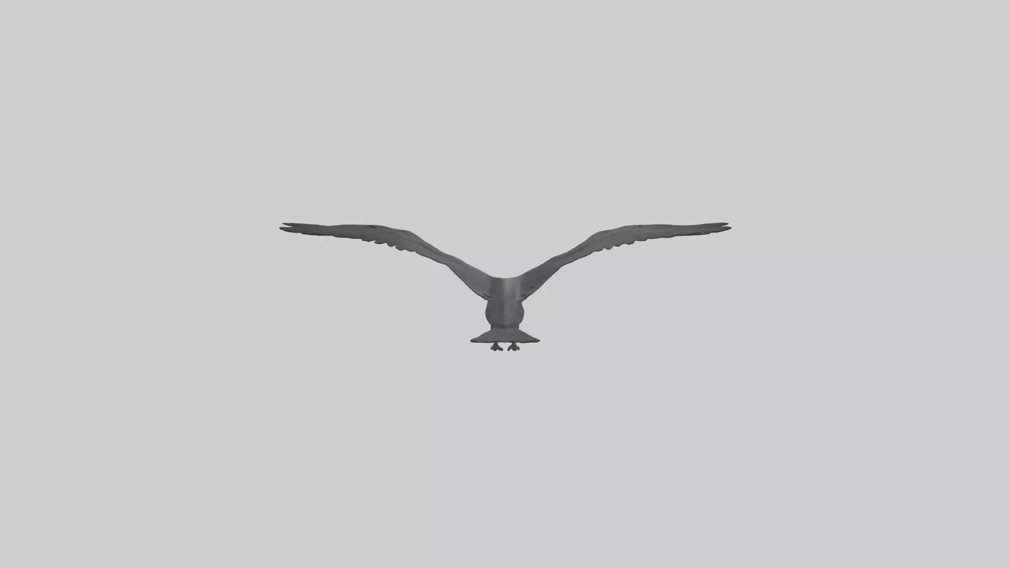Frigatebird soaring model 3D model