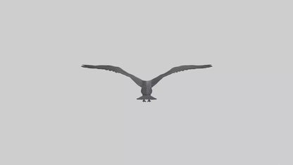 Frigatebird soaring model 3D model