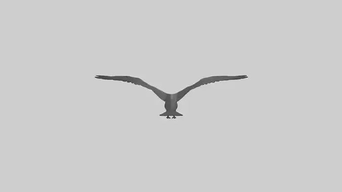 Frigatebird soaring model 3D model