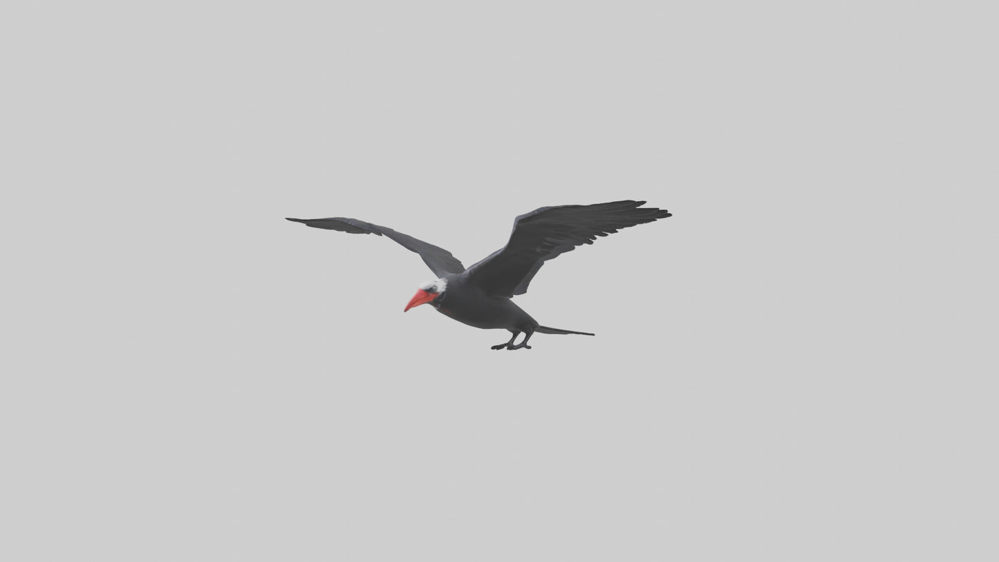 Frigatebird soaring model 3D model