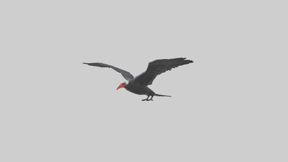 Frigatebird soaring model 3D model