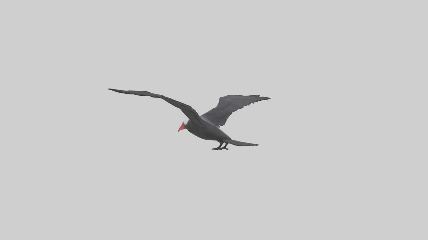 Frigatebird soaring model 3D model