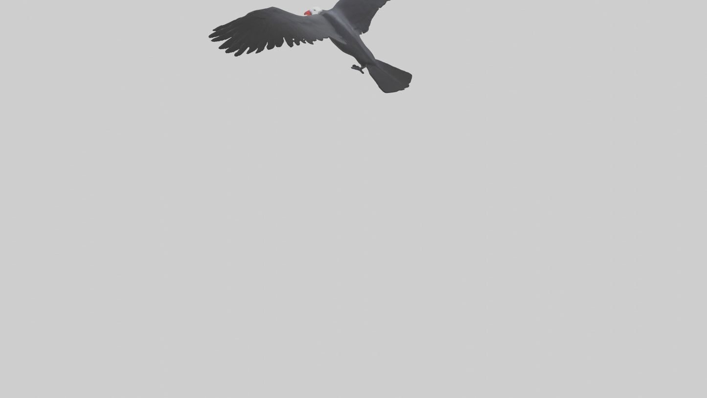 Frigatebird soaring model 3D model