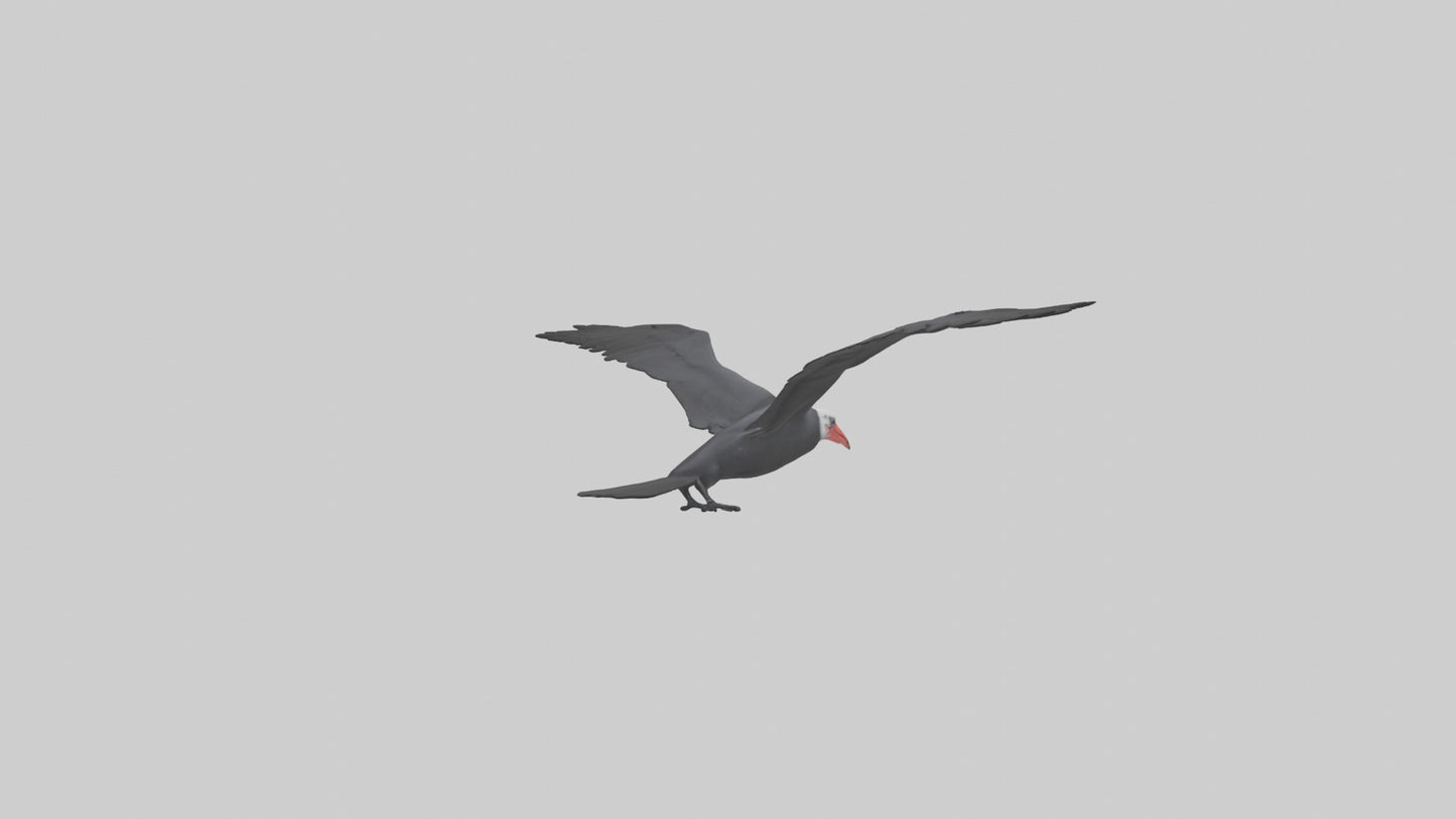 Frigatebird soaring model 3D model