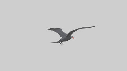 Frigatebird soaring model 3D model