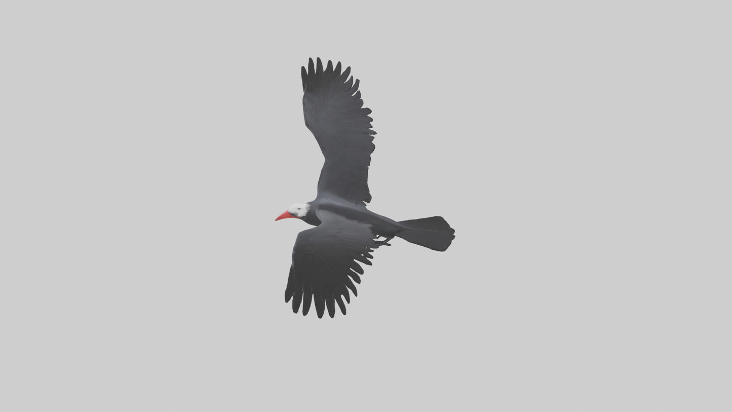 Frigatebird soaring model 3D model