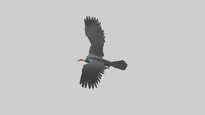 Frigatebird soaring model 3D model