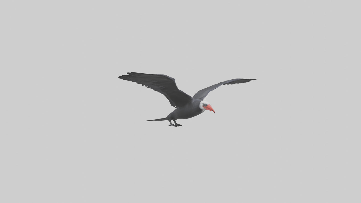 Frigatebird soaring model 3D model