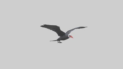 Frigatebird soaring model 3D model