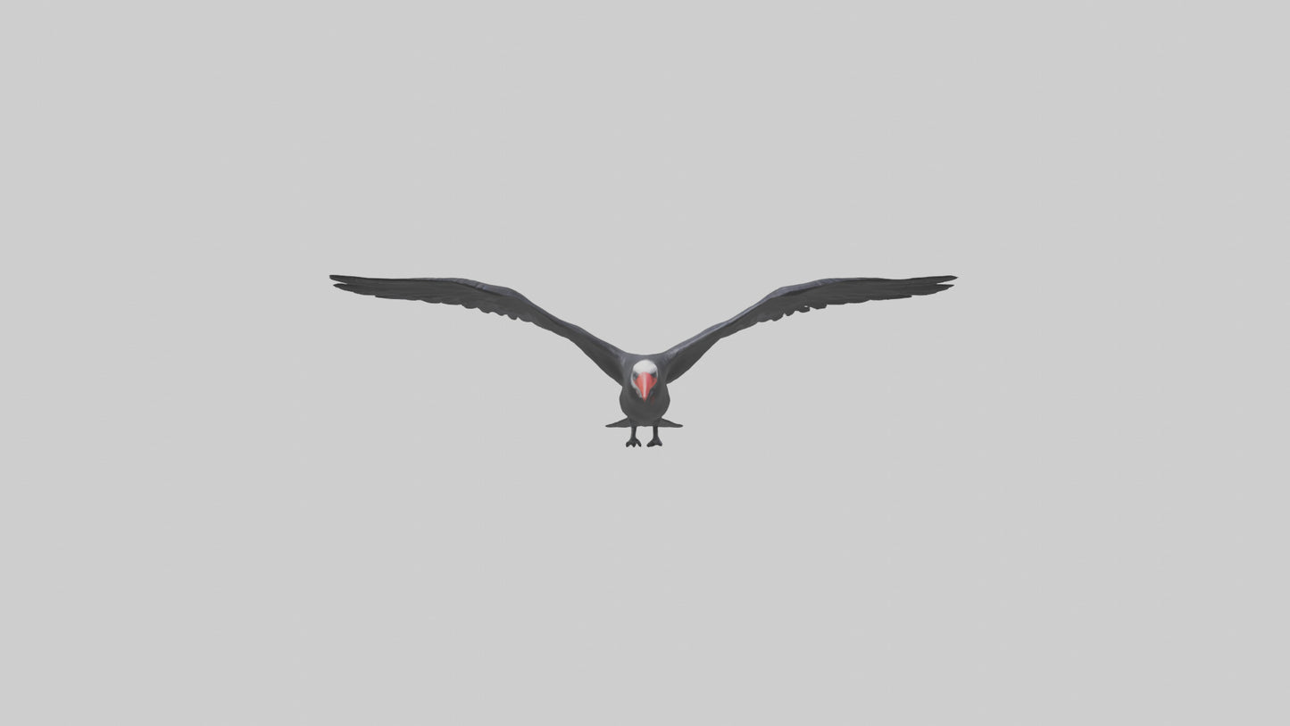 Frigatebird soaring model 3D model