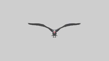 Frigatebird soaring model 3D model