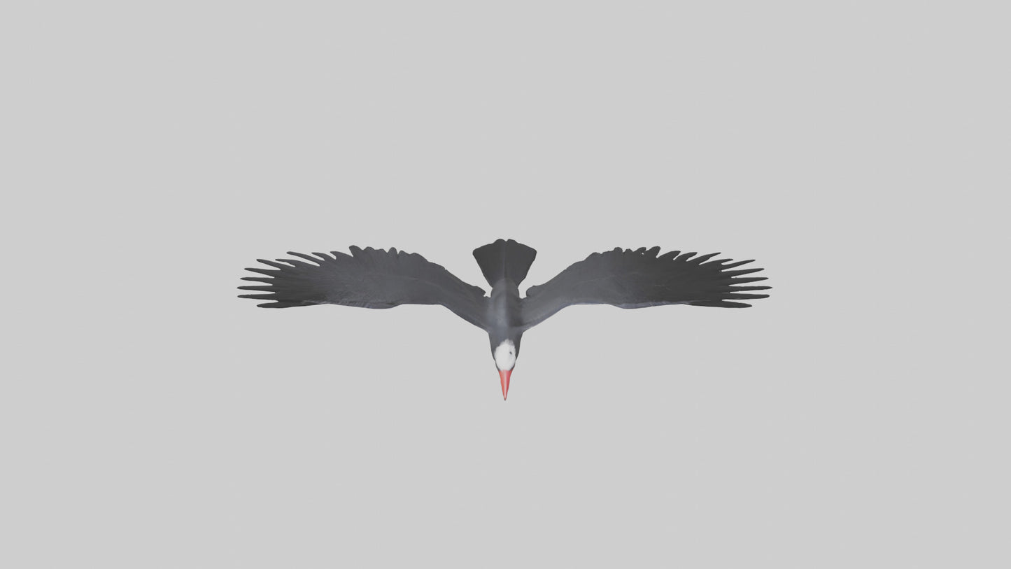 Frigatebird soaring model 3D model