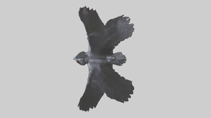 Frigatebird statue model 3D model