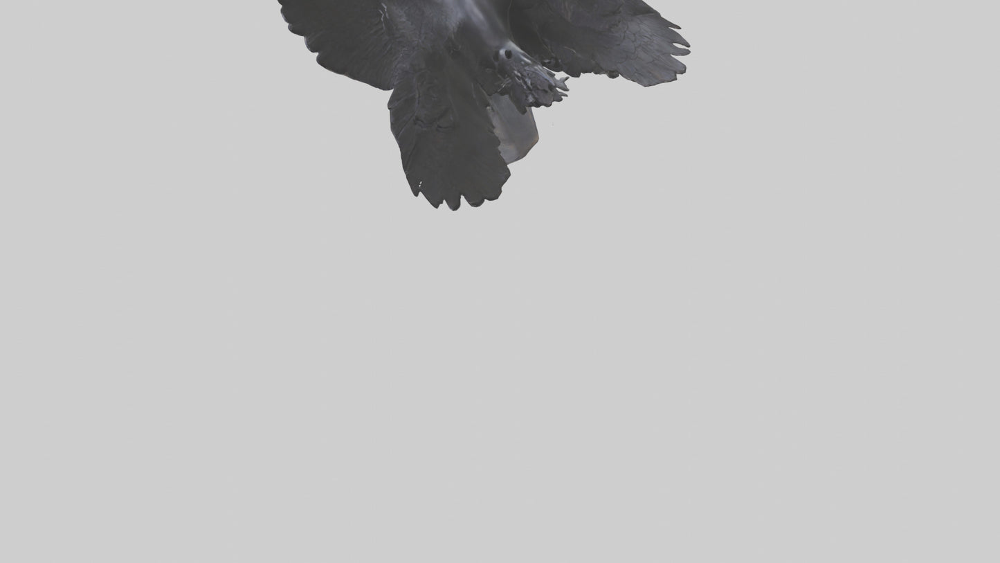 Frigatebird statue model 3D model