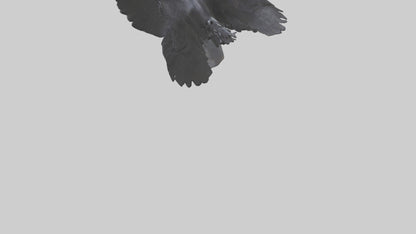 Frigatebird statue model 3D model