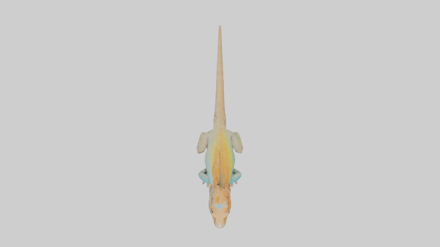 FrillNecked Lizard displaying model 3D model