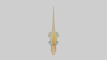FrillNecked Lizard displaying model 3D model