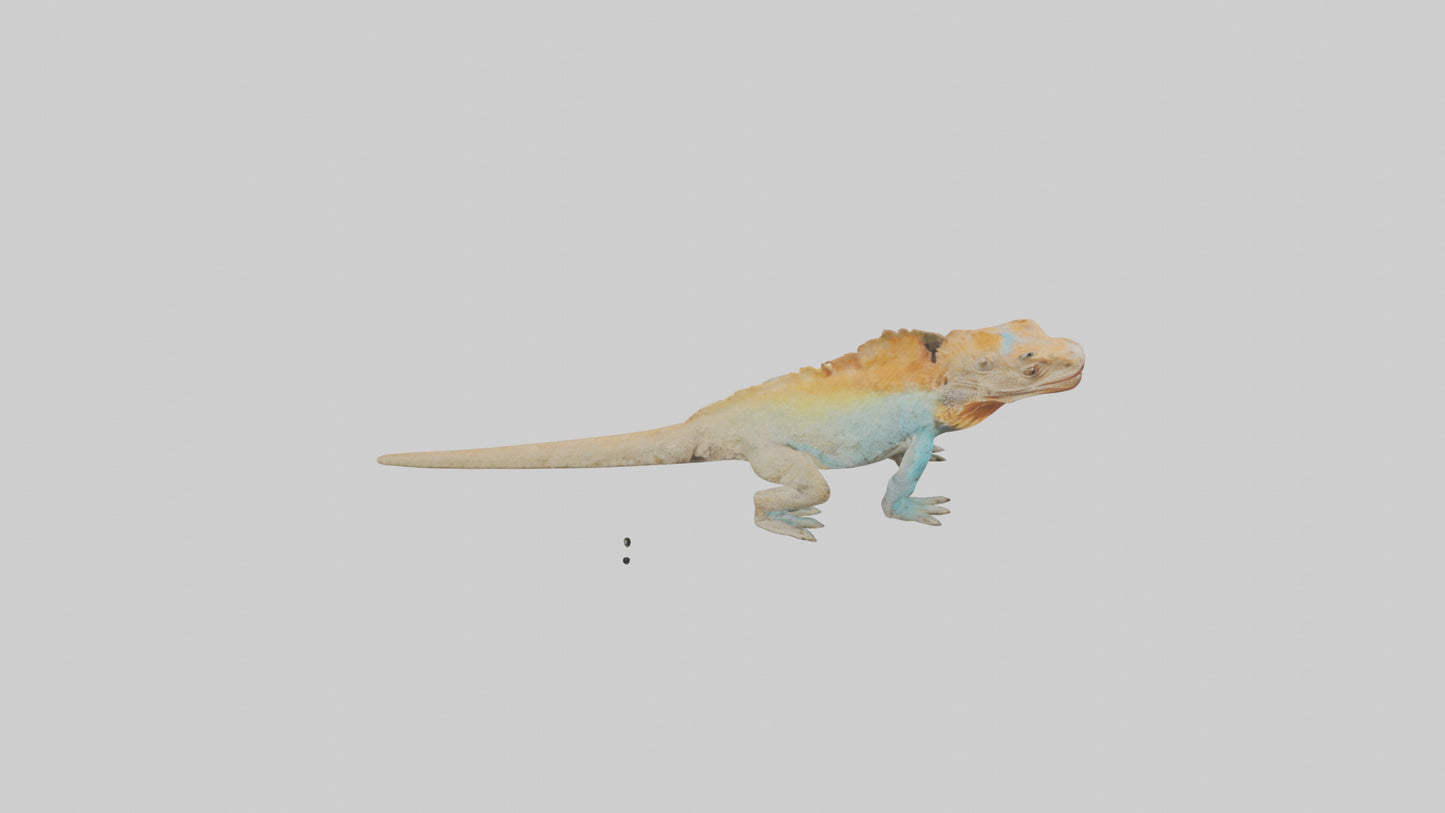 FrillNecked Lizard displaying model 3D model